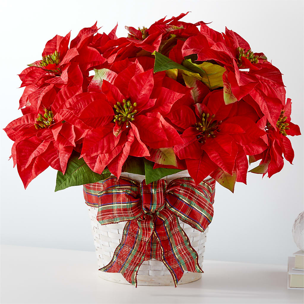 Happiest Holidays Poinsettia – Wolf Luna Bloom Llc, Plant City FL