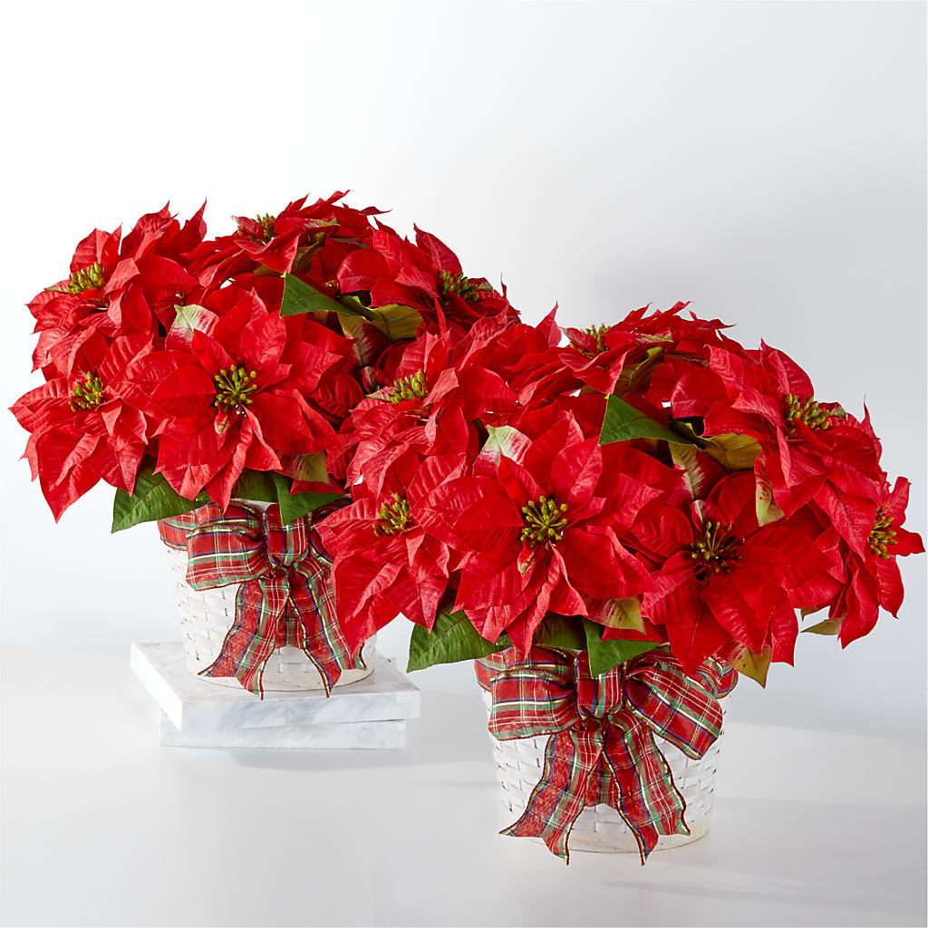 Happiest Holidays Poinsettia Bundle – Wolf Luna Bloom Llc, Plant City FL