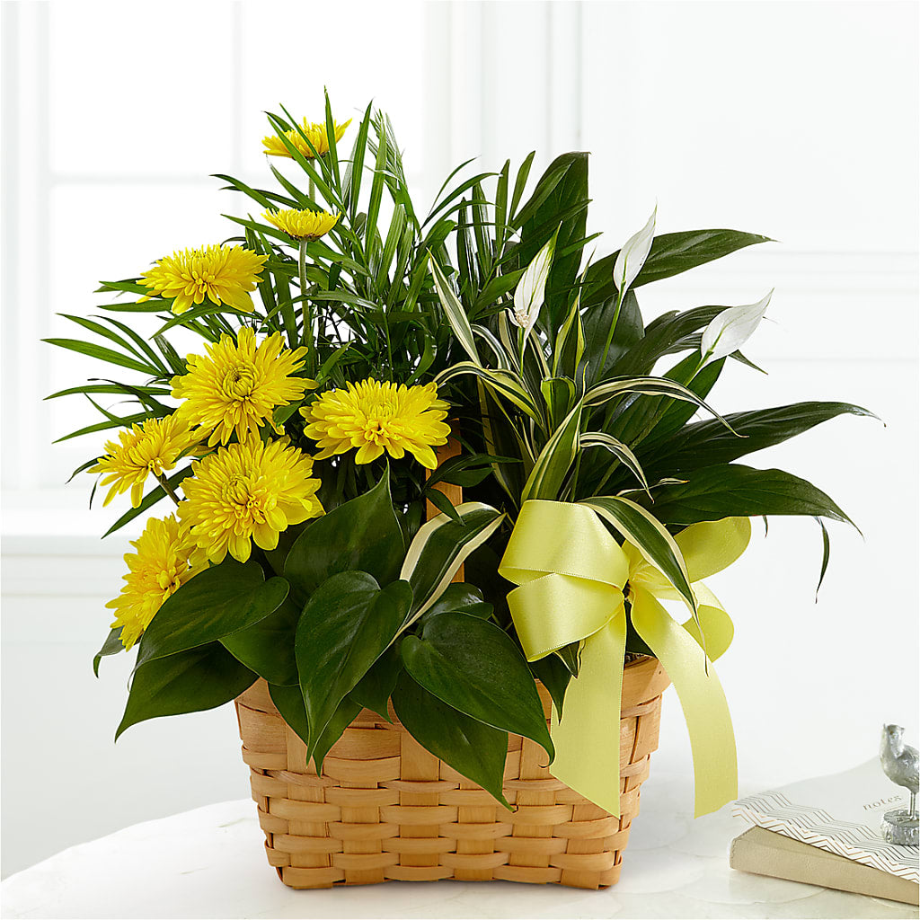 Loving Light Dishgarden – Wolf Luna Bloom Llc, Plant City FL