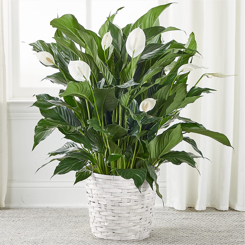 A New Leaf Peace Lily – Wolf Luna Bloom Llc, Plant City FL