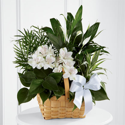 Peace & Serenity Dishgarden –  Wolf Luna Bloom Llc, Plant City FL