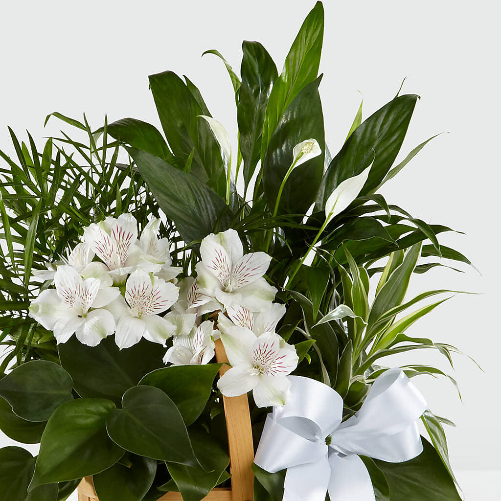 Peace & Serenity Dishgarden –  Wolf Luna Bloom Llc, Plant City FL